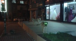SOKAK KÖPEKLERİ TEHLİKE SAÇIYOR