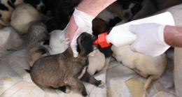 Yavru Köpekler Karantinaya Alındı
