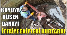 KUYUYA DÜŞEN DANA KURTARILDI