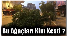 Bu Ağaçları Kim Kesti ?