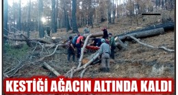 KESTİĞİ AĞACIN ALTINDA KALDI