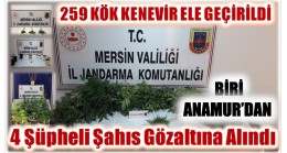 Yasadışı Kenevir Ekiminden ; Biri Anamur’dan 4 Şüpheli Şahıs Gözaltına Alındı