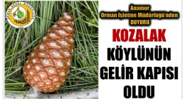 Kozalak , Orman Köylüsünün Gelir Kapısı Oluyor