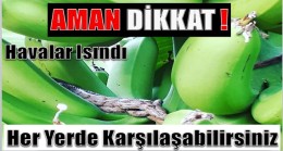 Aman Dikkat ! Havalar Isındı ve Görülmeye Başladılar