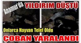 YILDIRIM  DÜŞTÜ ; Onlarca Hayvan Telef Oldu , Çoban Yaralandı