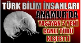 TÜRK Bilim İnsanları Anamur’da Yaşayan İki Yeni Böcek Türü Keşfetti