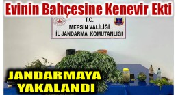 EVİNİN BAHÇESİNE KENEVİR EKTİ, JANDARMAYA YAKALANDI !