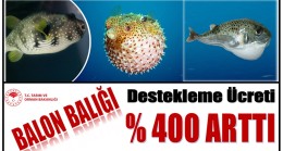 İstilacı Balon Balığı Avcılarına Büyük Destek