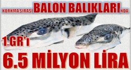 BALON BALIĞI KIYMETE BİNİYOR ; 1 Gr’ı 6.5 Milyon Lira