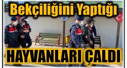 103 Küçükbaş Hayvanı Ağıl Bekçisinin Çaldığı Belirlendi