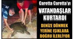 Caretta Caretta , Işık Nedeniyle Yolunu Şaşırdı …