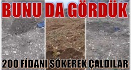 200 FİDANI SÖKEREK ÇALDILAR