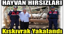 Jandarma Hayvan Hırsızlarını Kıskıvrak Yakaladı ; Hayvanlar Sahibine Teslim Edildi