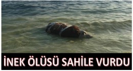 İnek Ölüsü Sahile Vurdu