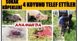 ANAMUR’DA SOKAK KÖPEKLERİ 4 KOYUNU TELEF ETTİ