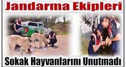 Jandarma; Sıcak Havalarda Sokak Hayvanlarını Unutmadı