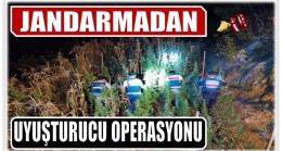 Jandarmadan Uyuşturucu Operasyonu ; 1773 Kök Kenevir Bitkisi Ele Geçirildi