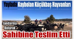 Kaybolan Küçükbaş Hayvanları Jandarma Buldu ; Sahibine Teslim Etti !