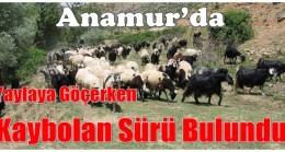 Yayla Yolunda Kaybolan Sürü Bulundu