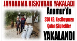 Anamur’da Keçiboynuzu Çalan 3 Şüpheliyi Jandarma Kıskıvrak Yakaladı