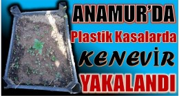 ANAMUR’DA PLASTİK KASALARDA KENEVİR YAKALANDI
