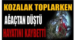 Kozalak Toplarken Ağaçtan Düştü ; Hayatını Kaybetti