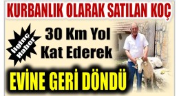 Kurbanlık Olarak Satılan Koç, Eski Sahibine Geri Döndü