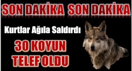 Kurtlar Ağıla Saldırdı ; 30 KOYUN TELEF OLDU