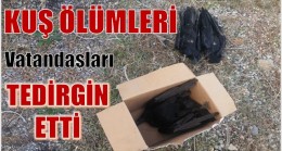 KUŞLARIN ÖLÜMÜ MAHALLE SAKİNLERİNİ TEDİRGİN ETTİ