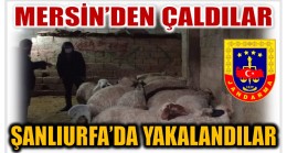 Hayvanları Kaçırdılar , Kendileri Jandarmadan Kaçamadılar !
