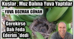 Kuş,Muz Dalına Yuva Yaptırınca Kestirmedi