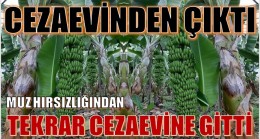 CEZAEVİNDEN ÇIKTI , MUZ HIRSIZLIĞINDAN TEKRAR CEZAEVİNE GİRDİ