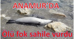 Anamur’da Ölü Fok Kıyıya Vurdu
