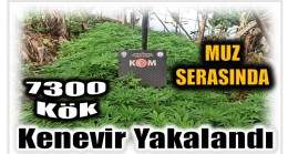 Muz Serasında 7300 Kök Kenevir Yakalandı