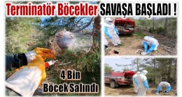 Anamur Ormanlarına ÇAM KESE Böcekleriyle Mücadele için Terminatör Böcekler Salındı
