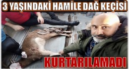 YARALI DAĞ KEÇİSİ KURTARILAMADI