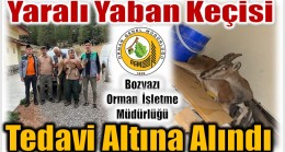 Yaralı Bulunan Yaban Keçisi Tedavi Altına Alındı