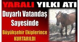 YARALI YILKI ATI DUYARLI VATANDAŞ SAYESİNDE KURTARILDI