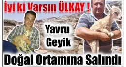 İyi ki Varsın ÜLKAY, Yavru Geyik Doğal Ortamına Salındı