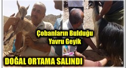 Çobanların Bulduğu Yavru Geyik, Doğal Ortama Salındı