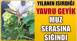 YILANIN ISIRDIĞI YAVRU GEYİK,MUZ SERASINA SIĞINDI