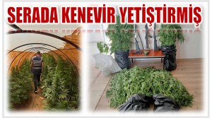 Polis Operasyonunda Sera İçinde 201 Kök Hint Keneviri Yakalandı