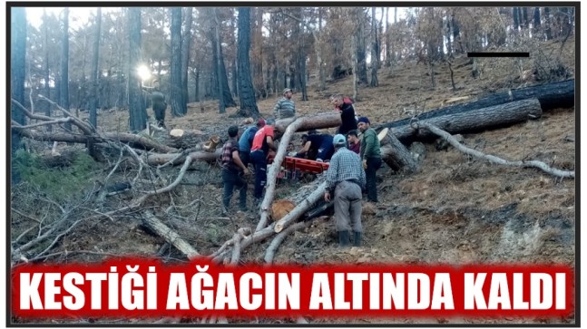 KESTİĞİ AĞACIN ALTINDA KALDI