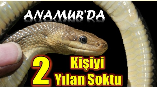 ANAMUR’DA İKİ KİŞİYİ YILAN SOKTU