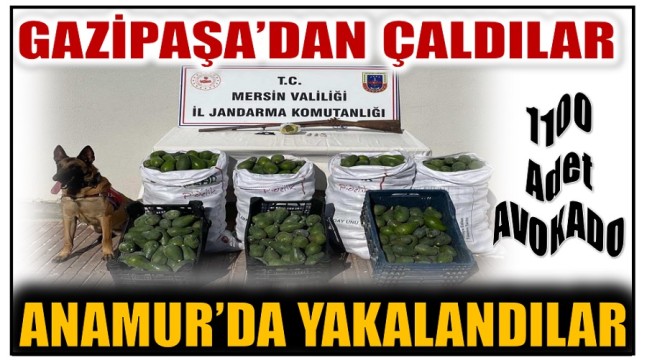 Gazipaşa’dan Çaldılar , Jandarmanın Dikkati Sayesinde Anamur’da Yakalandılar