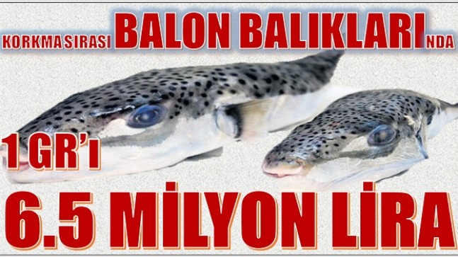 BALON BALIĞI KIYMETE BİNİYOR ; 1 Gr’ı 6.5 Milyon Lira