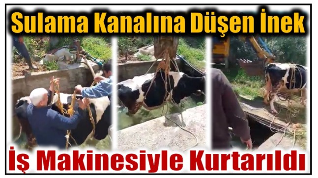 Sulama Kanalına Düşen İnek , İş Makinesi Yardımı ile Kurtarıldı