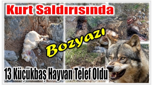 Bozyazı’da Kurt Saldırısı ; 13 Küçükbaş Hayvan Telef Oldu