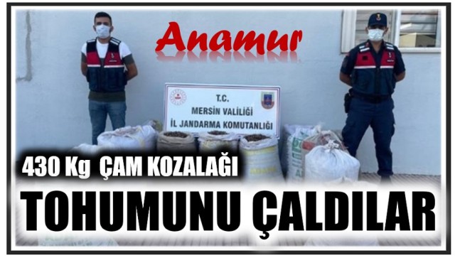 ÇAM KOZALAĞI TOHUMUNU ÇALDILAR