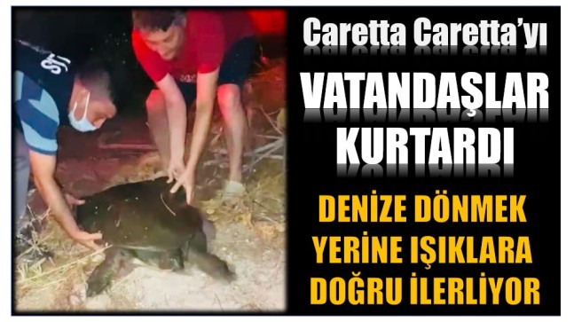 Caretta Caretta , Işık Nedeniyle Yolunu Şaşırdı …